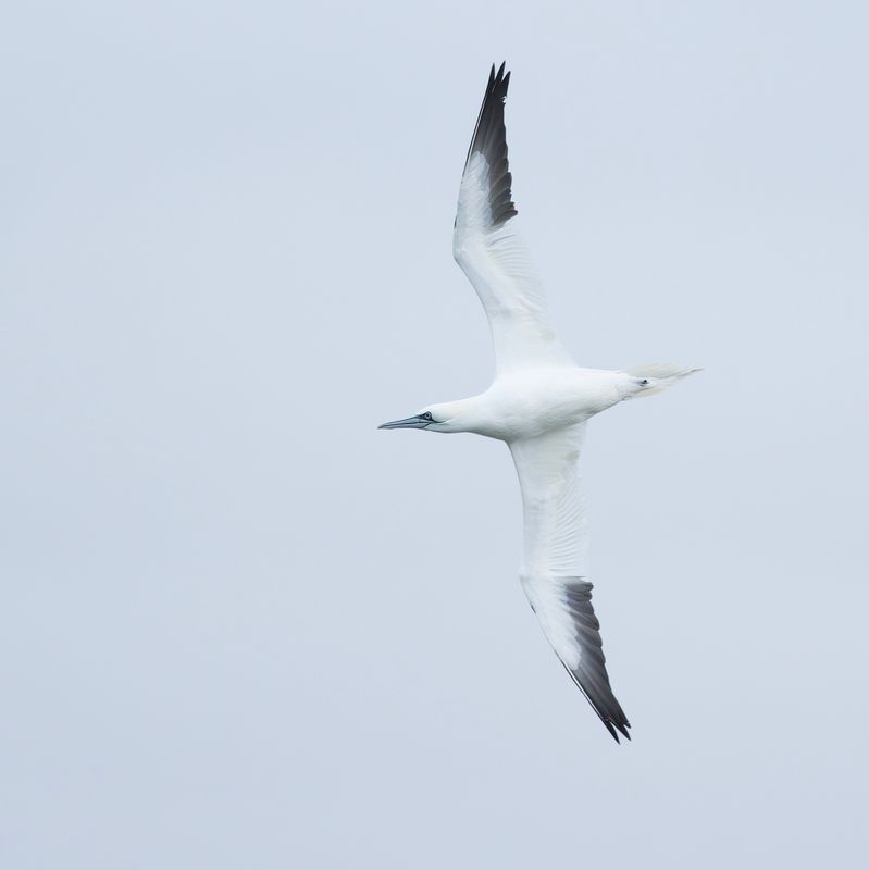 Northern Gannet / Jan-van-gent