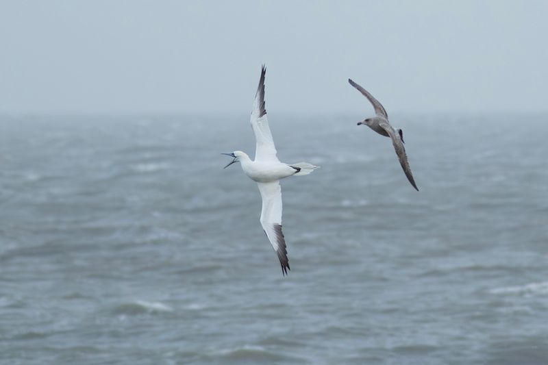 Northern Gannet and Herring Gull / Jan-van-gent en Zilvermeeuw