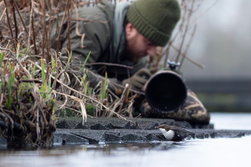 Black-bellied Dipper and photographer / Zwartbuikwaterspreeuw met fotograaf