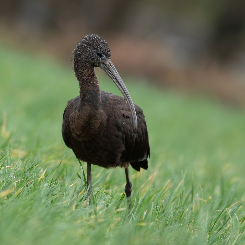 Zwarte Ibis / Glossy Ibis