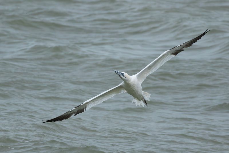 Northern Gannet / Jan-van-gent