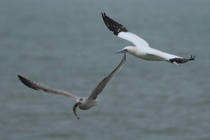 Northern Gannet chasing Herring Gull / Jan-van-gent en Zilvermeeuw