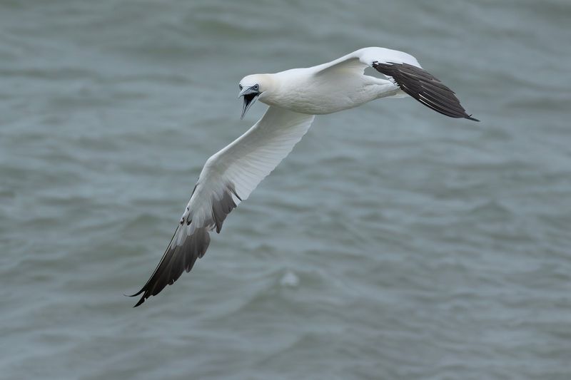 Northern Gannet / Jan-van-gent