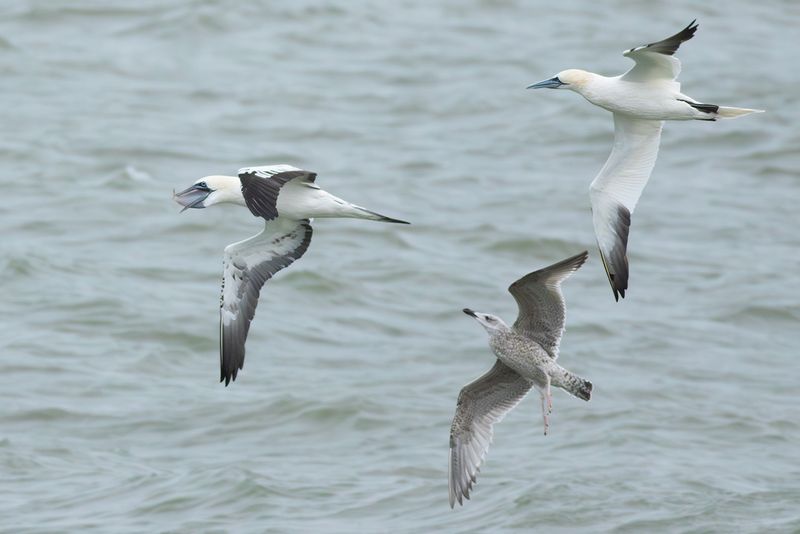 Northern Gannet chased by Herring Gull and another Northern Gannet / Jan-van-genten en Zilvermeeuw