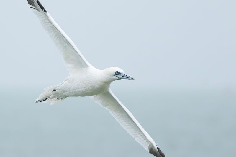 Northern Gannet / Jan-van-gent