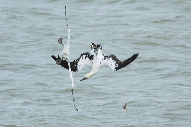 Northern Gannets / Jan-van-genten