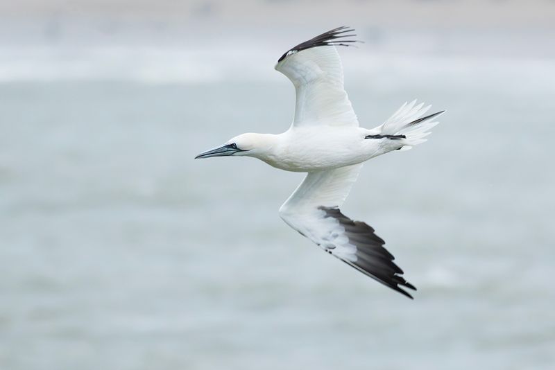 Northern Gannet / Jan-van-gent