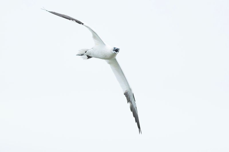 Northern Gannet / Jan-van-gent