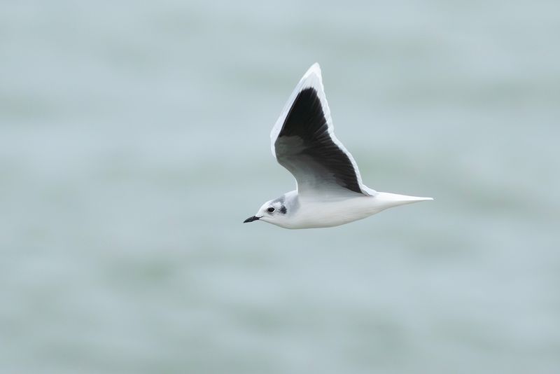 Little Gull / Dwergmeeuw