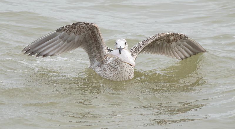 Zilvermeeuw / Herring Gull