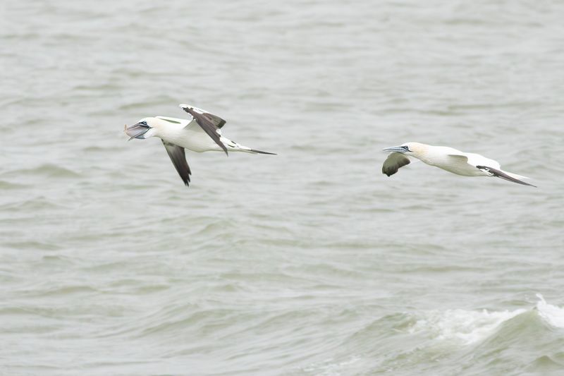 Jan-van-genten / Northern Gannets