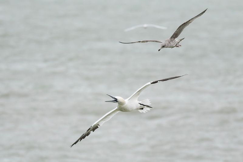 Jan-van-gent en Zilvermeeuw / Northern Gannet and Herring Gull