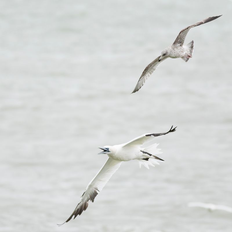 Jan-van-gent en Zilvermeeuw / Northern Gannet and Herring Gull