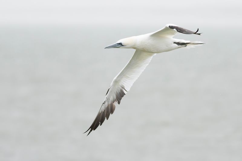 Jan-van-gent / Northern Gannet