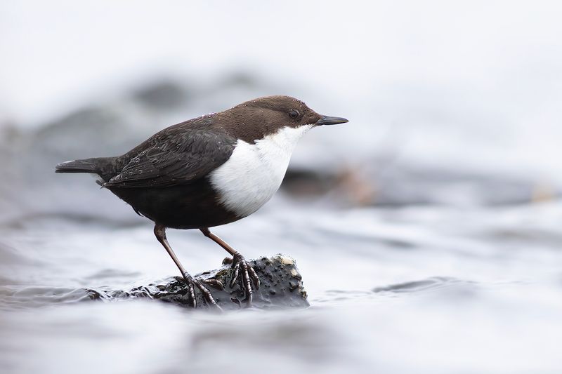 Black-bellied Dipper / Zwartbuikwaterspreeuw
