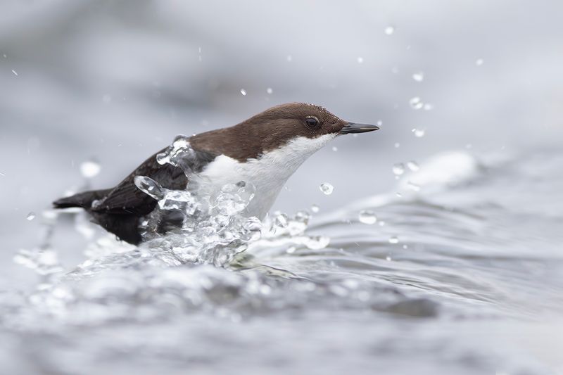Black-bellied Dipper / Zwartbuikwaterspreeuw