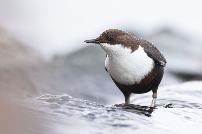 Black-bellied Dipper / Zwartbuikwaterspreeuw
