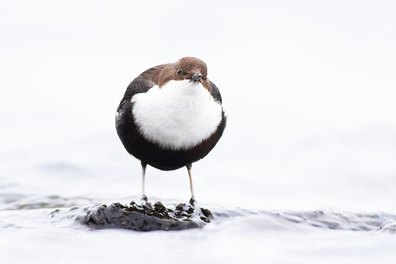Black-bellied Dipper / Zwartbuikwaterspreeuw 