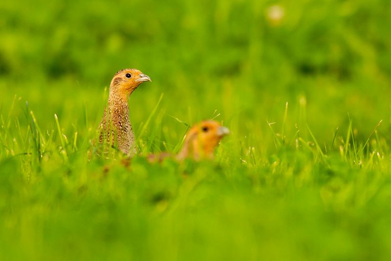 Grey Partridge / Patrijs