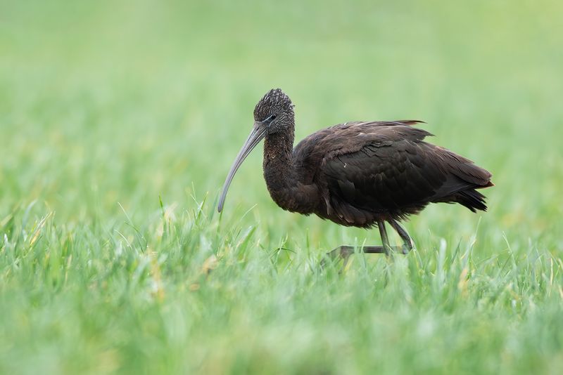 Glossy Ibis / Zwarte Ibis