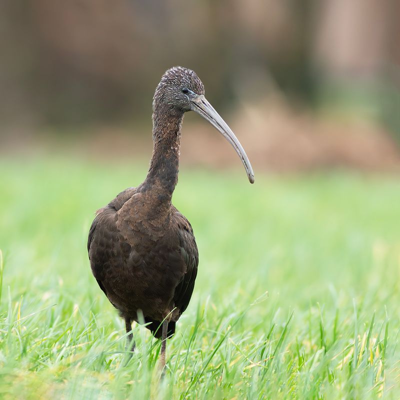 Glossy Ibis / Zwarte Ibis