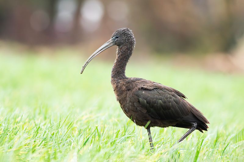 Glossy Ibis / Zwarte Ibis