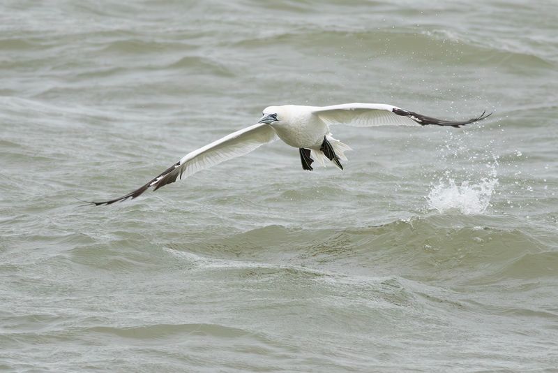 Jan-van-gent / Northern Gannet