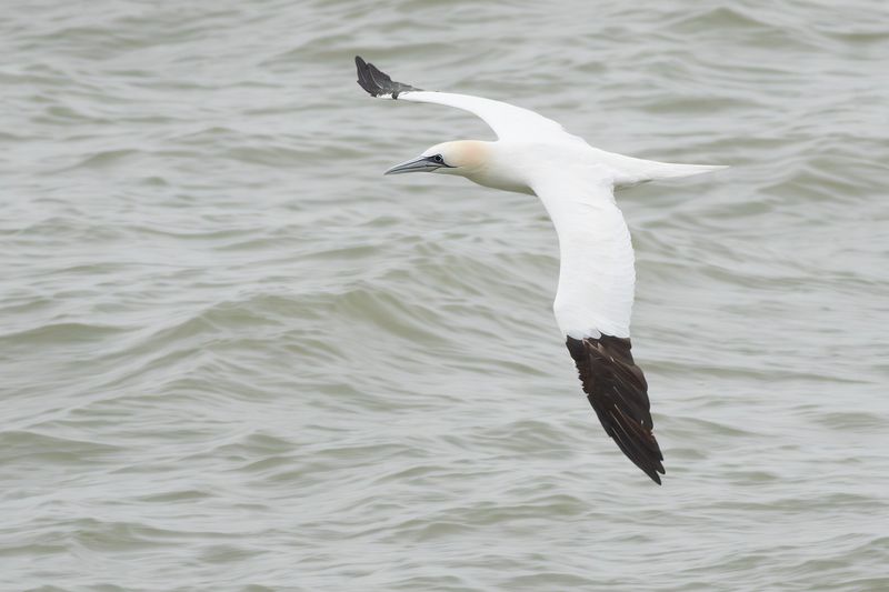 Jan-van-gent / Northern Gannet