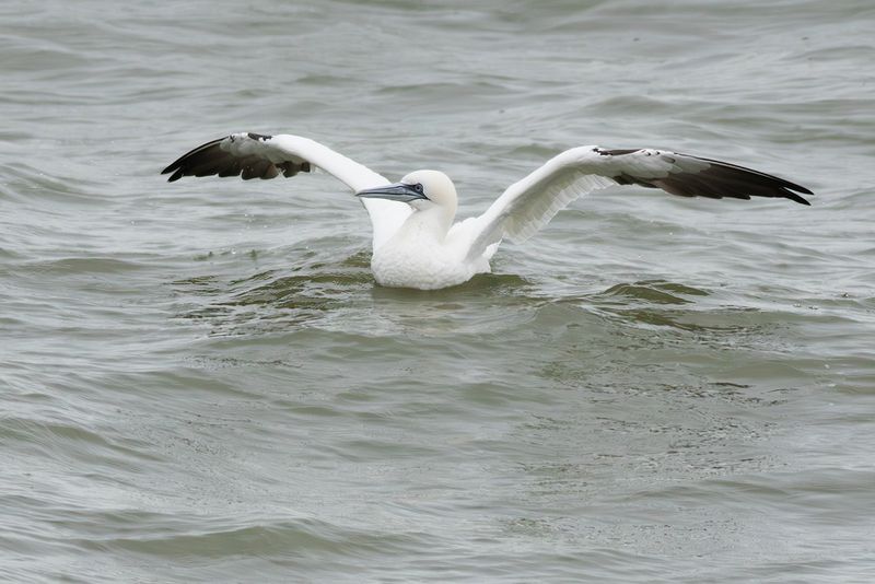 Jan-van-gent / Northern Gannet