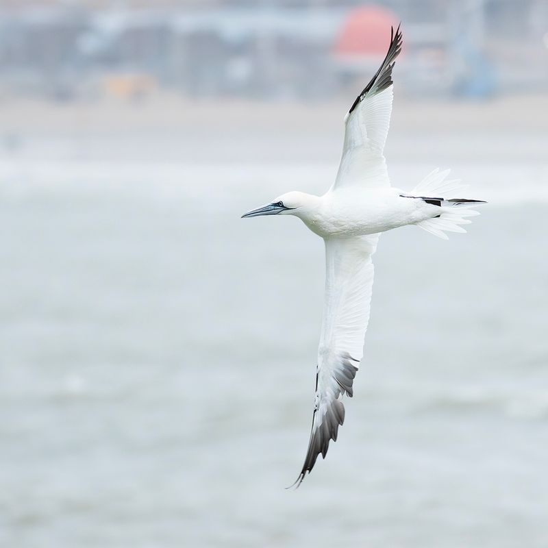 Northern Gannet / Jan-van-gent