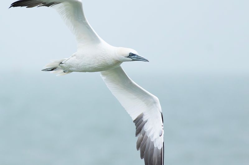 Northern Gannet / Jan-van-gent
