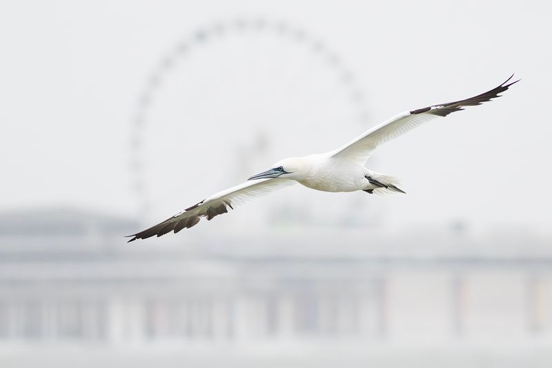 Jan-van-gent / Northern Gannet