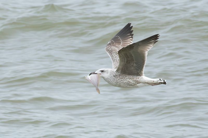 Greater Black-backed Gull / Grote Mantelmeeuw