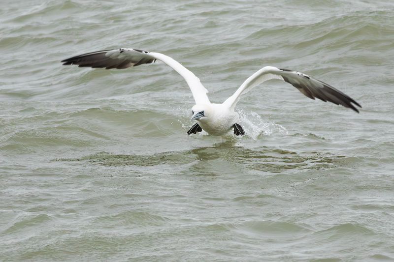 Jan-van-gent / Northern Gannet