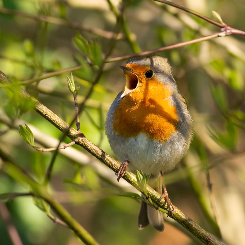 Roodborst / European Robin