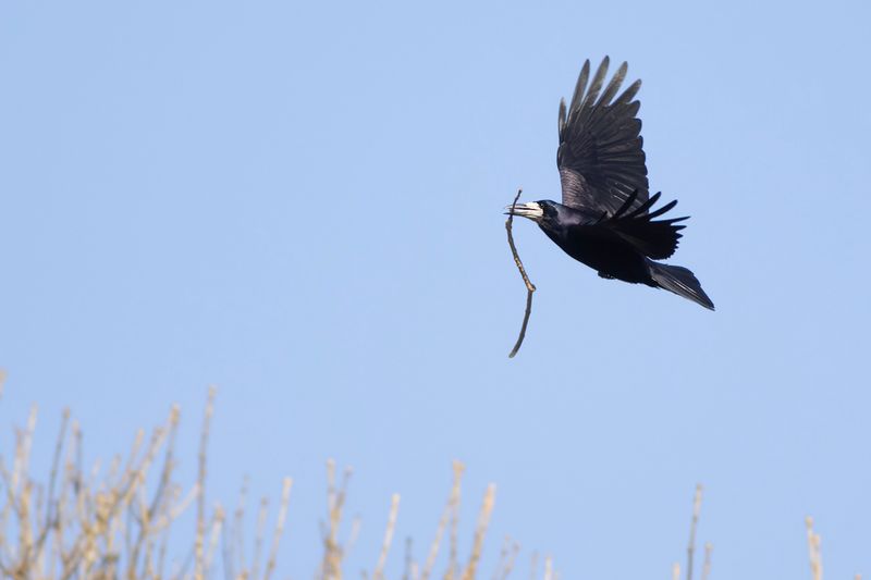 Roek / Rook