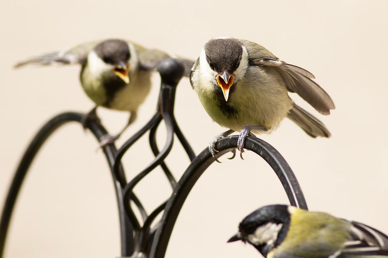 Koolmees / Great Tit