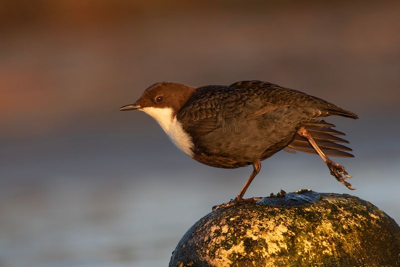 Black-bellied Dipper / Zwartbuikwaterspreeuw 