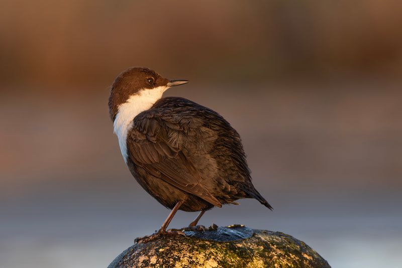 Black-bellied Dipper / Zwartbuikwaterspreeuw 