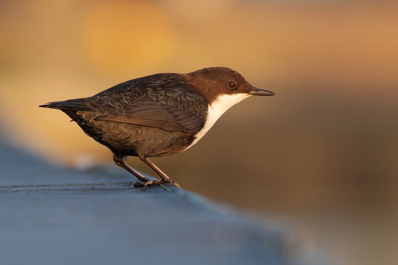 Black-bellied Dipper / Zwartbuikwaterspreeuw 
