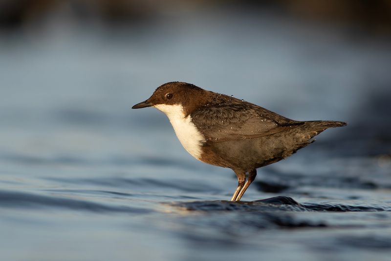 Black-bellied Dipper / Zwartbuikwaterspreeuw 