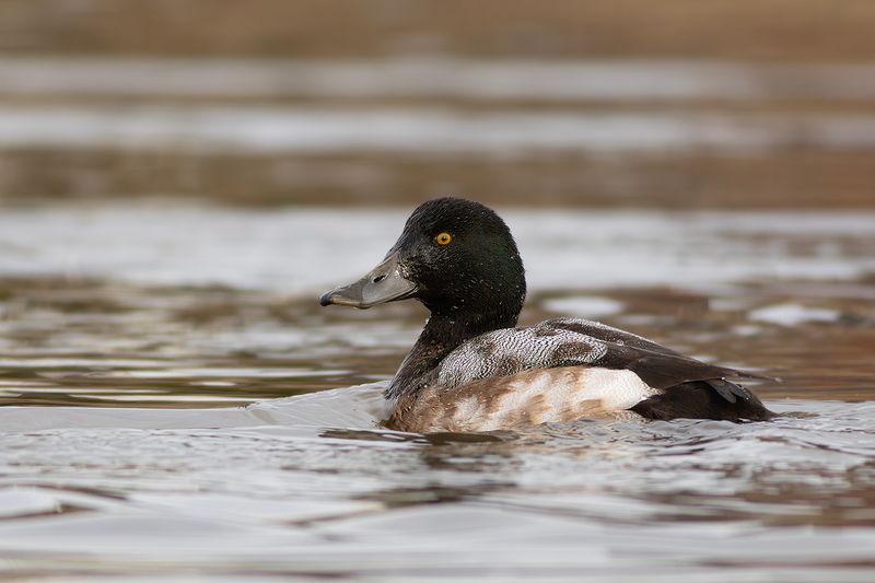 Topper / Greater Scaup