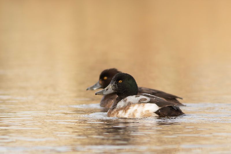 Topper / Greater Scaup