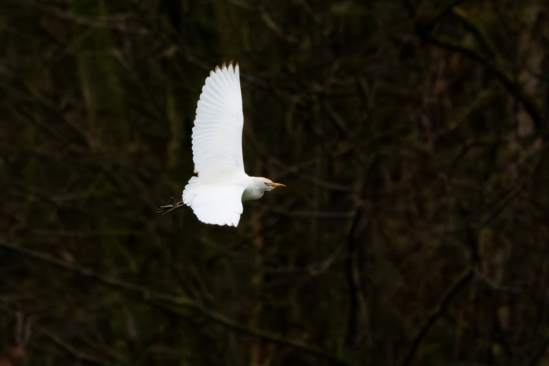 Koereiger / Cattle Egret