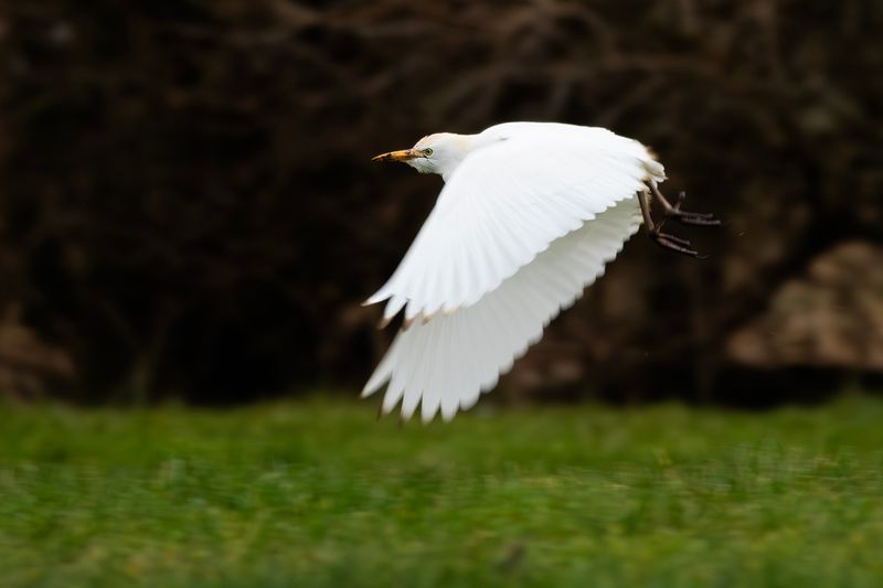 Koereiger / Cattle Egret