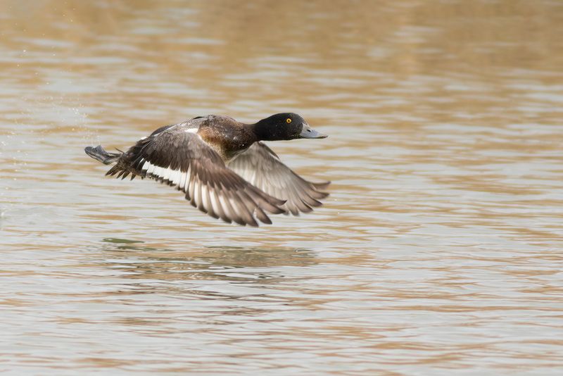 Greater Scaup / Topper