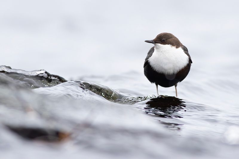 Black-bellied Dipper / Zwartbuikwaterspreeuw 