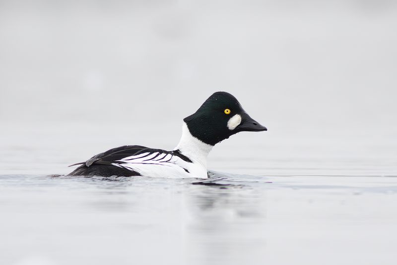 Brilduiker / Common Goldeneye