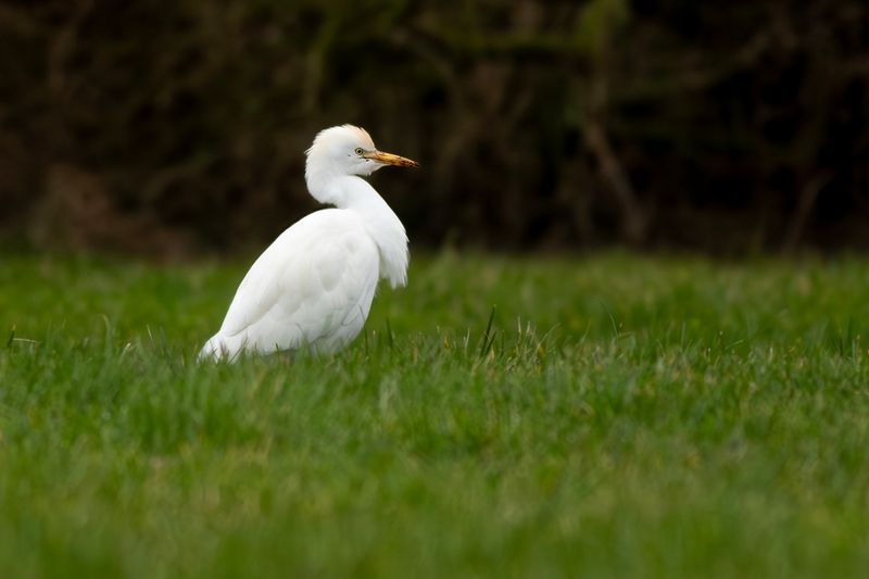 Koereiger / Cattle Egret