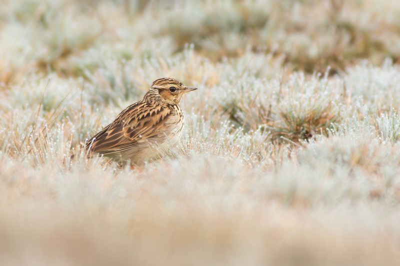 Boomleeuwerik / Wood Lark